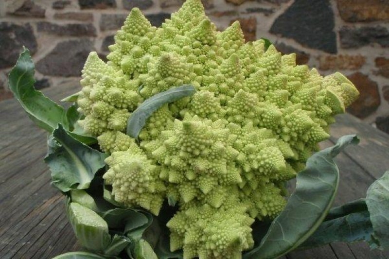 jak vařit Romanesco