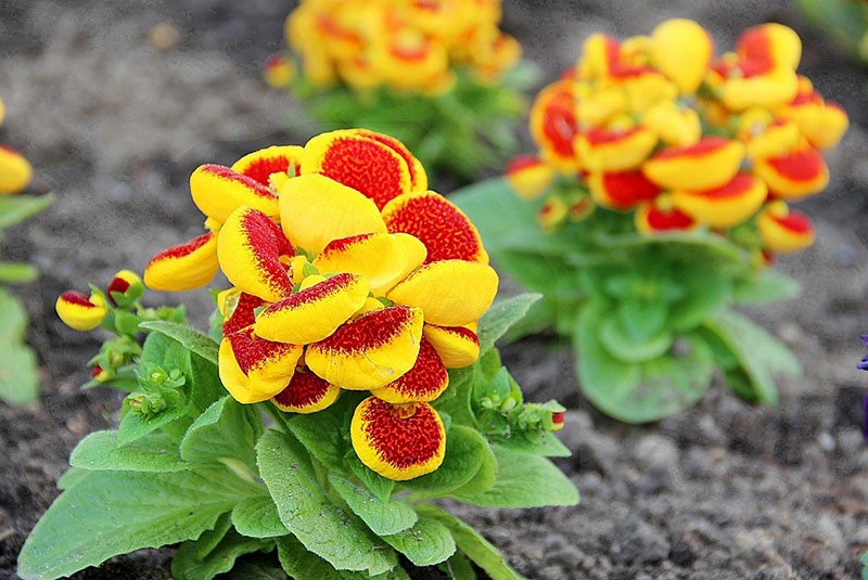 พันธุ์ Calceolaria สำหรับปลูกในบ้าน