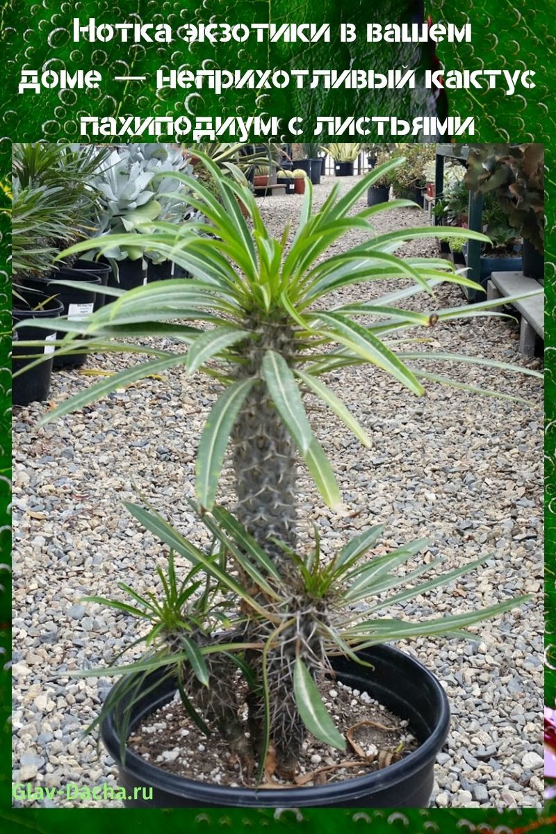 pachypodium kaktus s listy