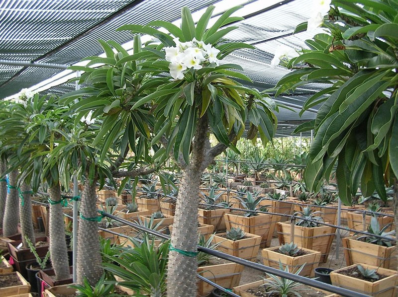 pachypodium กระบองเพชรที่มีใบในเรือนเพาะชำ