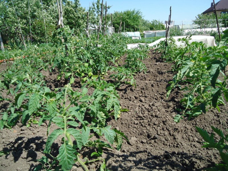 tidspunktet for å plante tomater med videre planting direkte i bakken