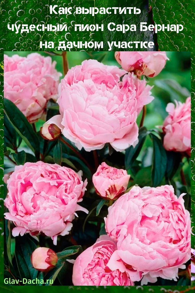 peony sarah bernhardt