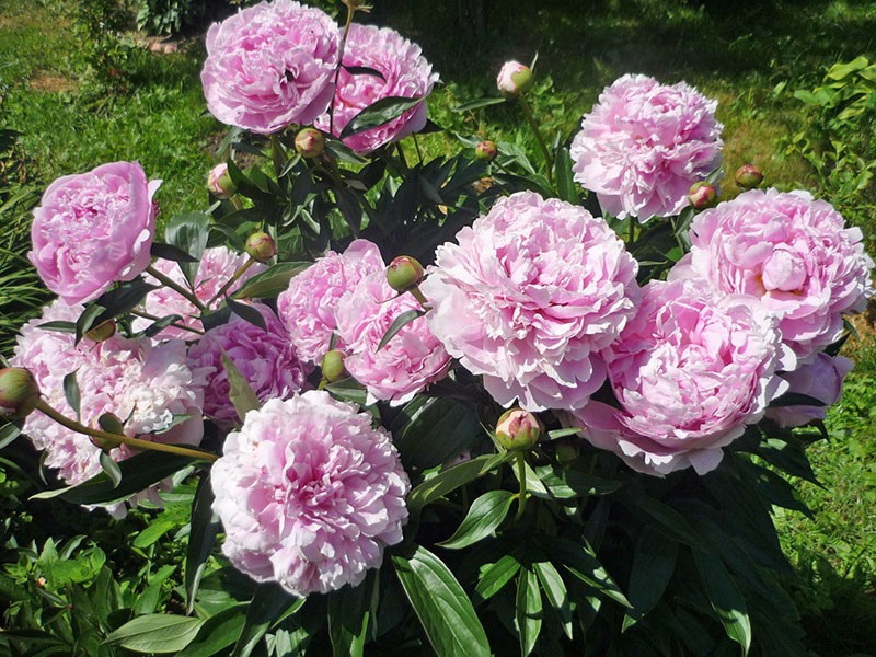 frodig pion Sarah Bernhardt