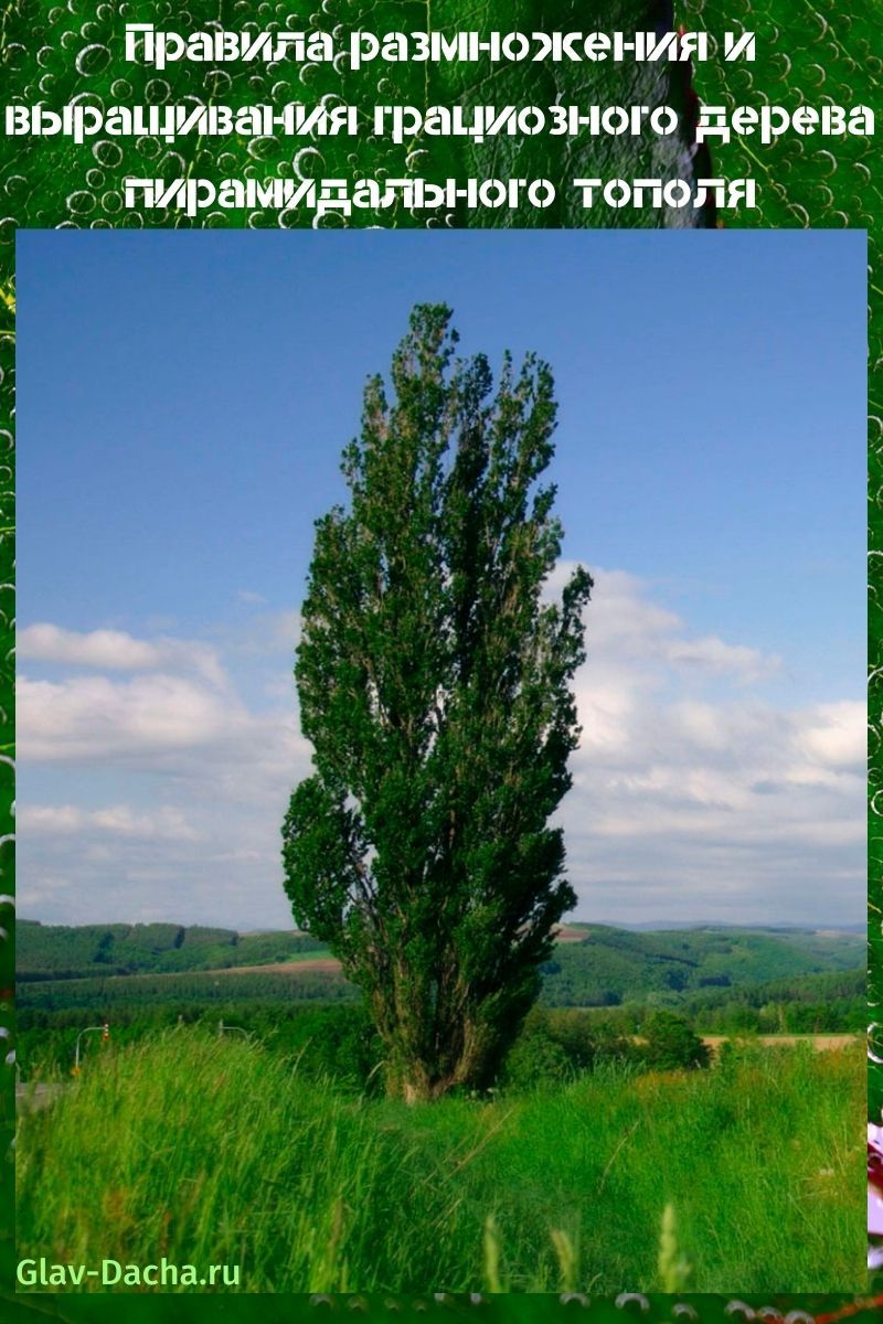 Lombardia poppel