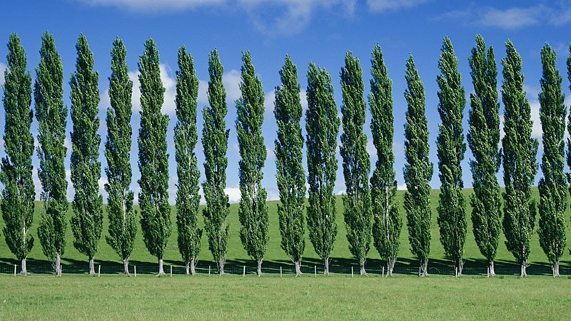 pyramidepoppel langs veien