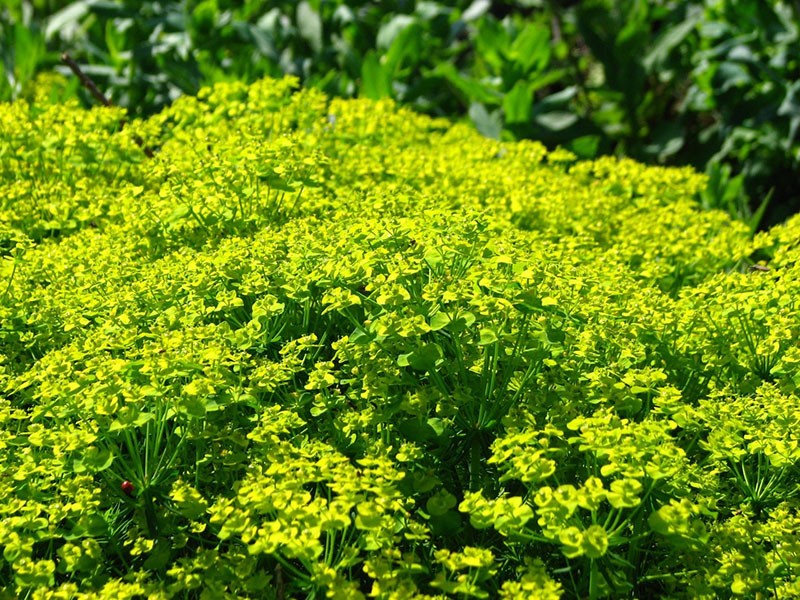 cypress spurge på nettstedet