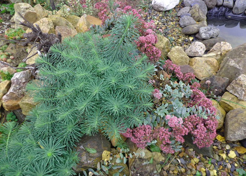 cypress spurge i blomsterbedet