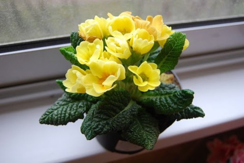 innendørs primula