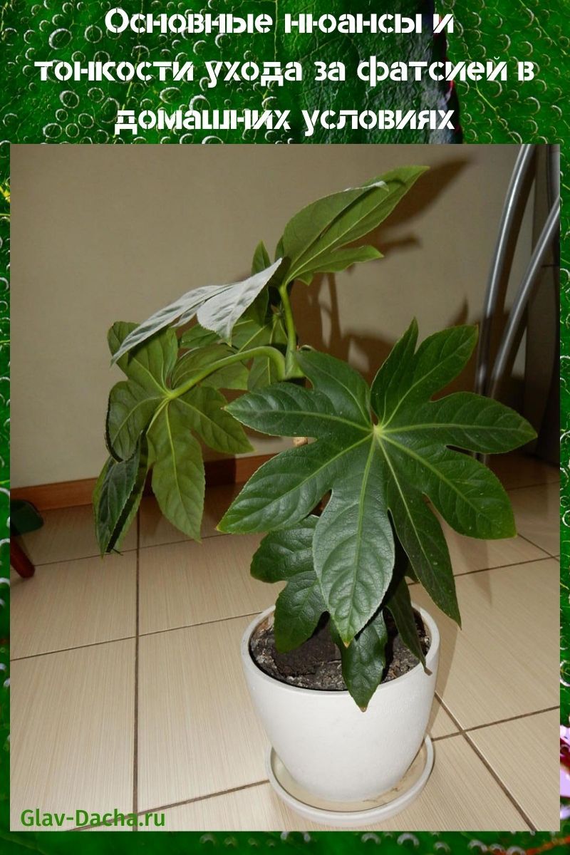 hjemmepleie for fatsia