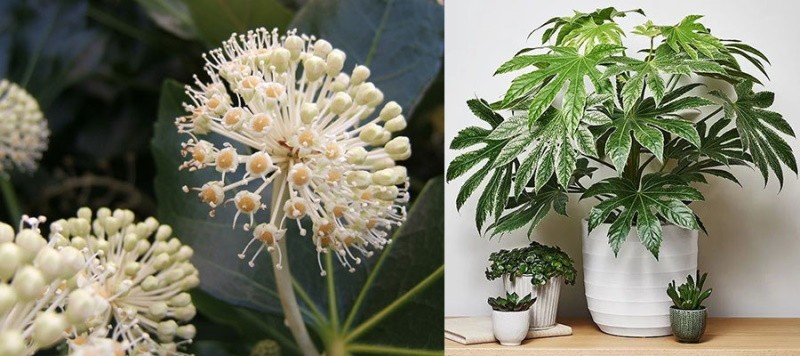 blomstrende fatsia