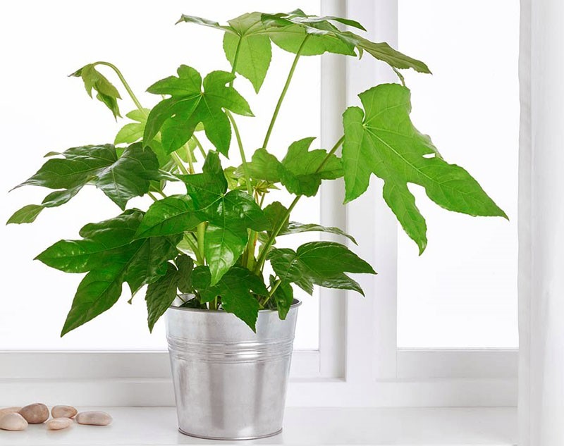 innendørs blomsterfatsia