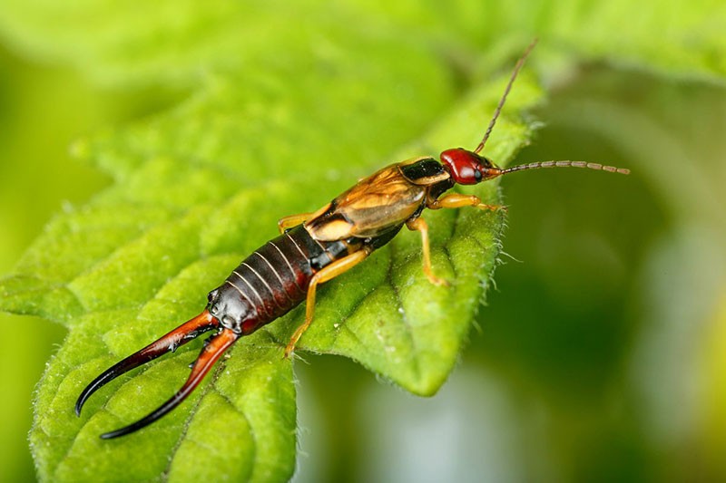 earwig หรือสองหาง