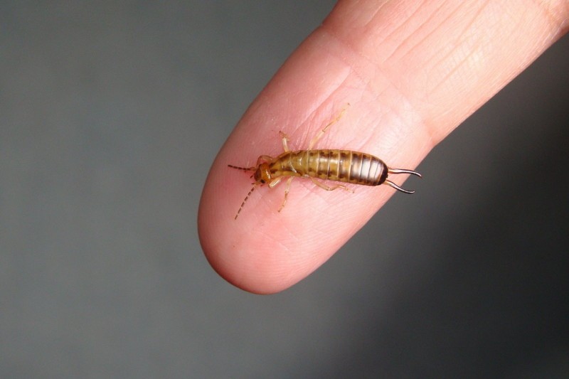 earwig เป็นอันตรายต่อมนุษย์