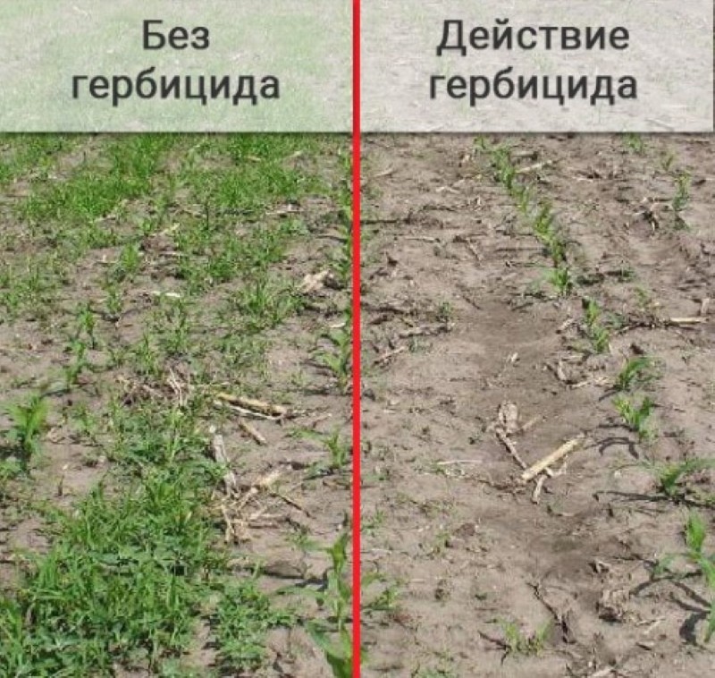 резултатът от лечението с хербициди