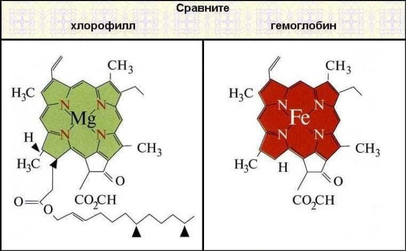 budowa cząsteczek chlorofilu i hemoglobiny