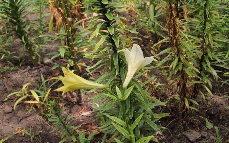 choroba lilii