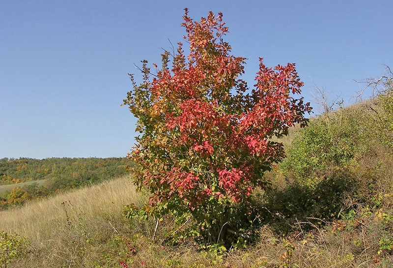 Tatar Maple ในธรรมชาติ