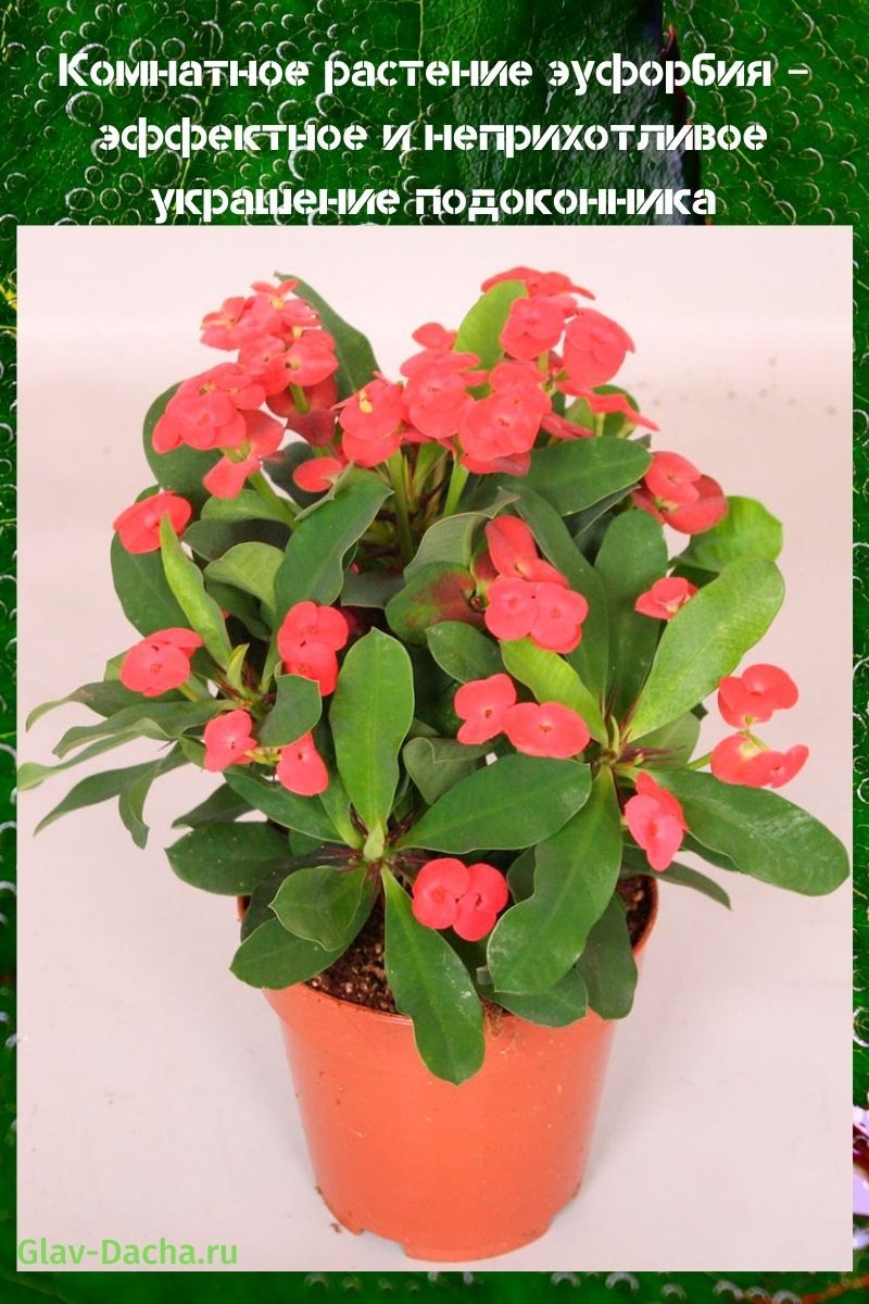 potteplante euphorbia