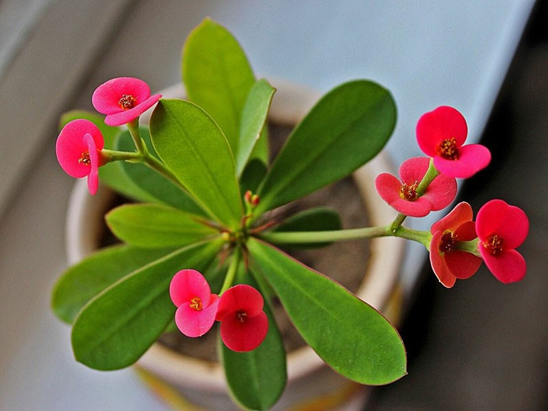 pokojová rostlina euphorbia