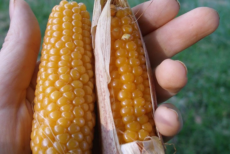 jak se kukuřice popcorn liší od běžné kukuřice