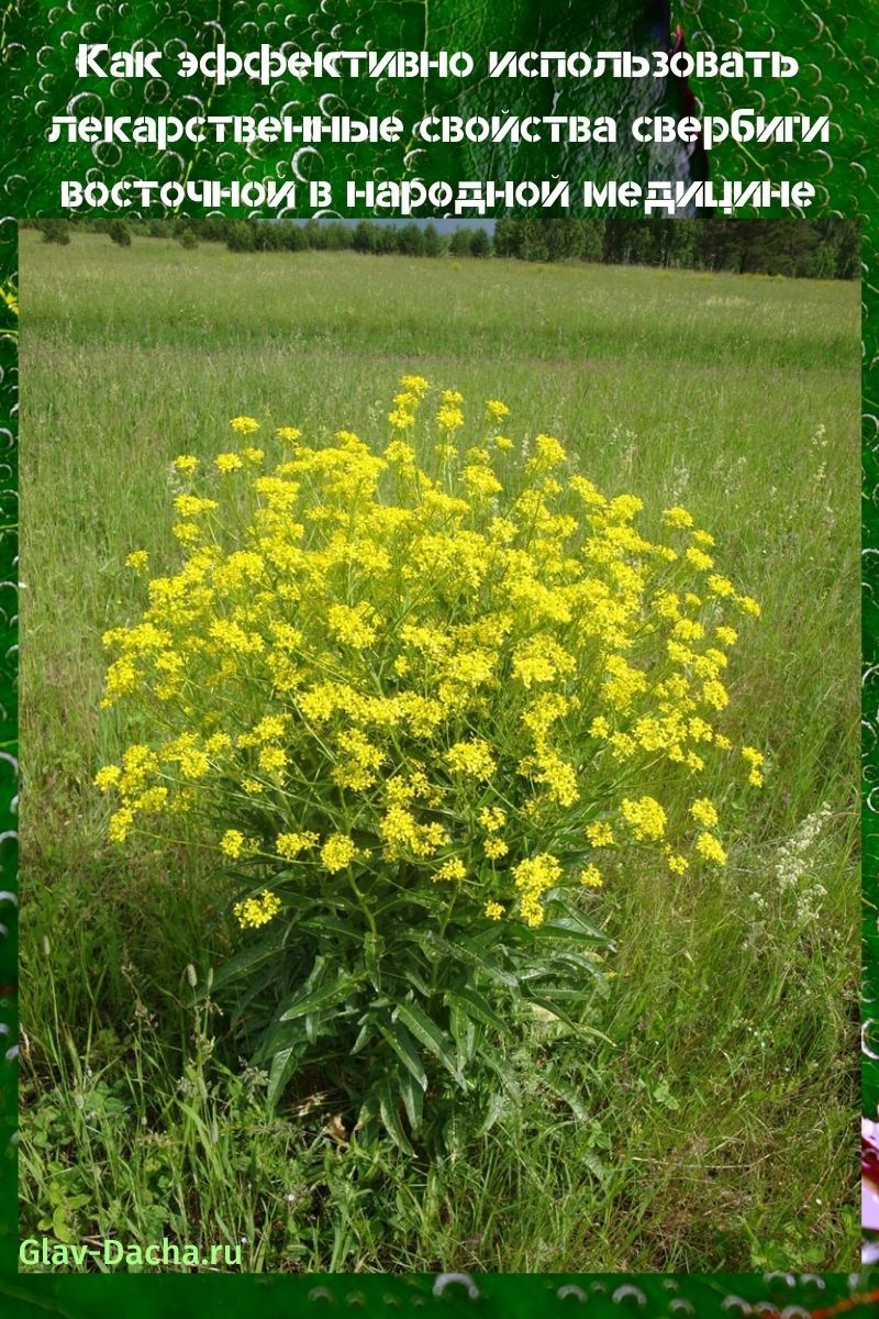 คุณสมบัติทางยาของ sverbigi ตะวันออก