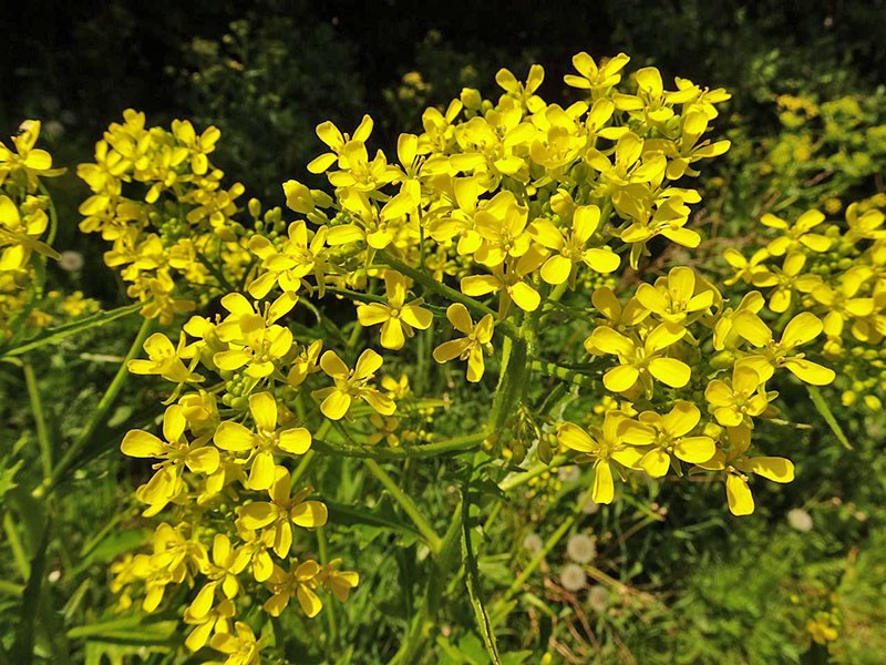 hauger med duftende blomster