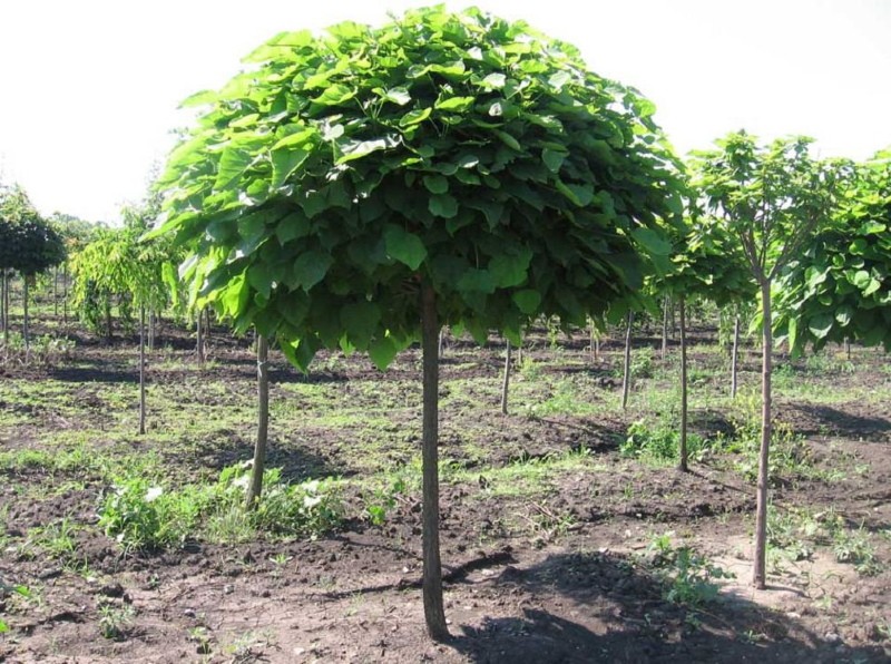 ระยะเวลาในการตัดแต่ง catalpa