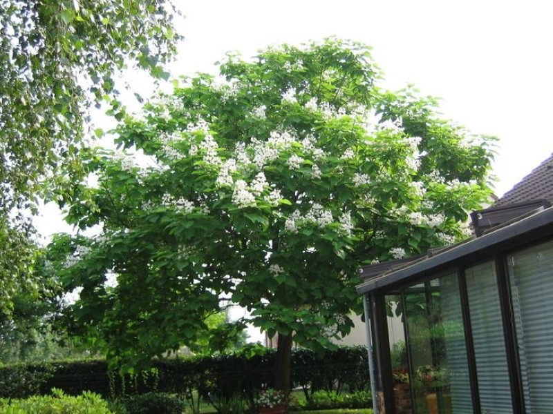 catalpa