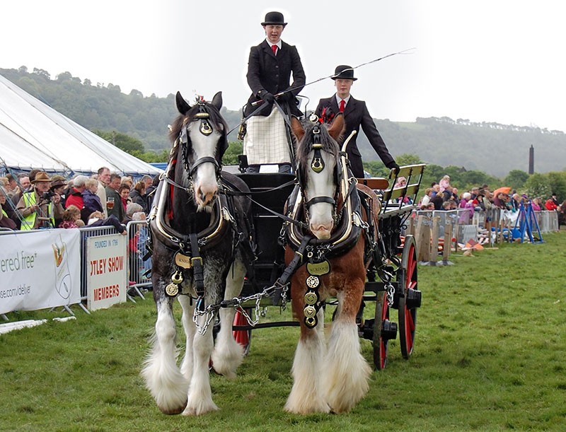 Zespół Shire Horse