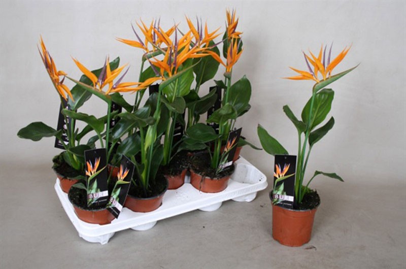 strelitzia จากเมล็ดที่บ้าน