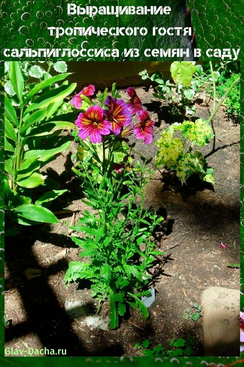 rosnąca salpiglossis z nasion