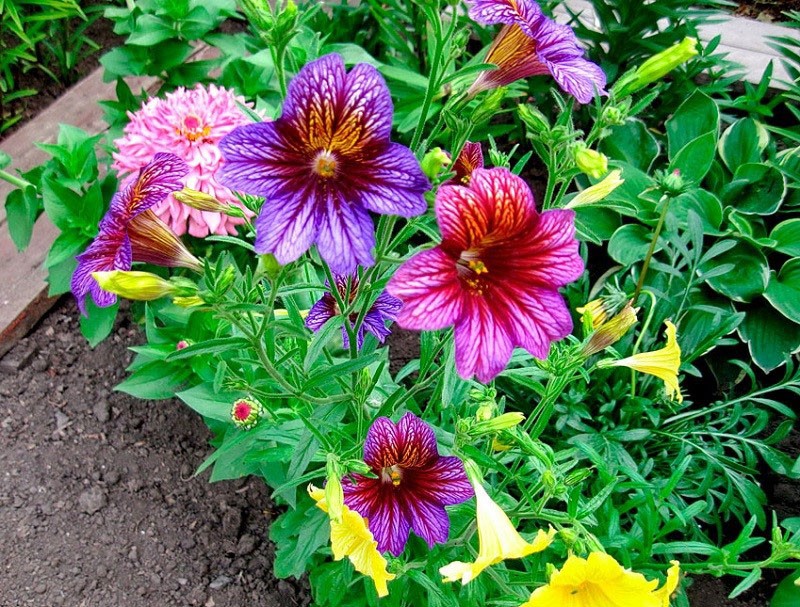 ตกแต่งเตียงดอกไม้ salpiglossis