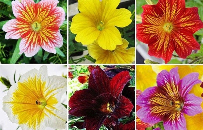 พันธุ์ salpiglossis