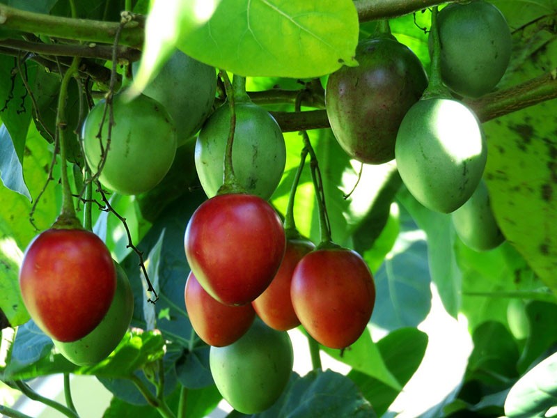 botaniske trekk ved tomatreet